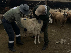 Сайнцагаан омгийн хонинд үзлэг ангилалтын ажил хийлээ